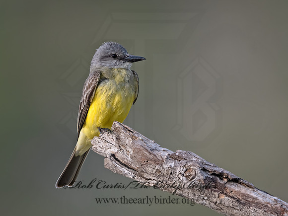 Tyrannus couchii  COUCH'S KINGBIRD 3035918z