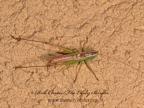 Conocephalus strictus  STRAIGHT-LANCED MEADOW GRASSHOPPER 3023207z