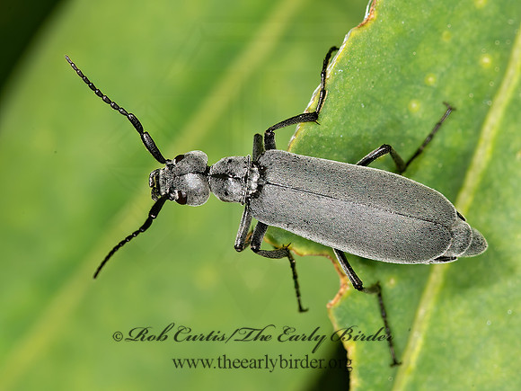 Epicauta fabricii or murina   GRAY BLISTER BEETLE 9032704z