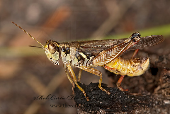 Melanoplus sanguinipes  MIGRATORY GRASSHOPPER 3003088z