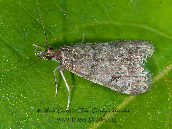 Scopariinae  CRAMBID SNOUT MOTH tp2 3013958z
