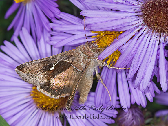 Anagrapha falcifera  CELERY LOOPER MOTH 6015928z