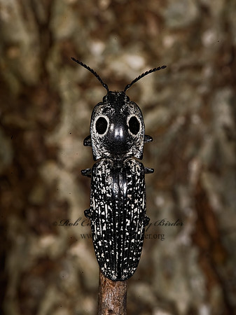 Alaus oculatus 8006140z