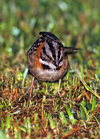 Zonotrichia capensis  RUFOUS-COLLARED SPARROW 206418z