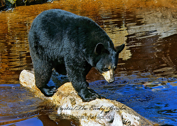 Ursus americanus  BLACK BEAR  302026z