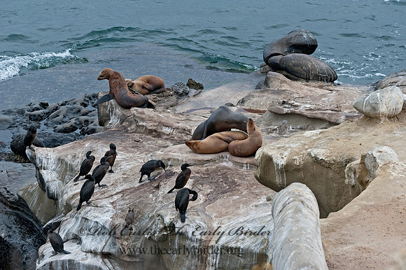 Zalophus californianus  CALIFORNIA SEA LION 8036284z