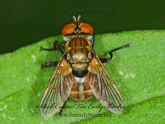 Gymnoclytia occidua  PHASIINAE TACHINID FLY 6007600z