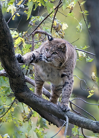 Lynx rufus  BOBCAT 5002963z