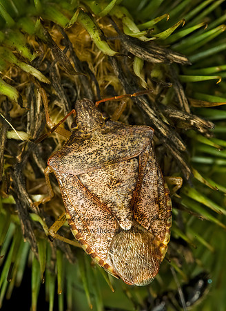 Euschistus servus euschistoides 5013149z