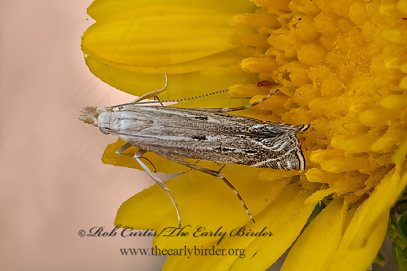 Isophrictis magnella  TWIRLER MOTH 3023415z