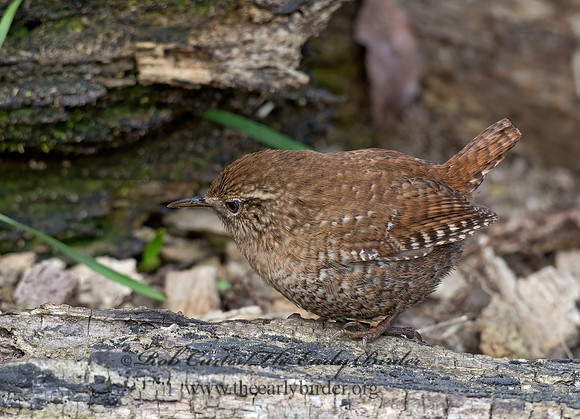 Troglodytes hiemalis  WINTER WREN 9028287z