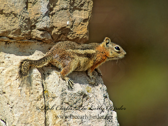 Callospermophilus lateralis  GOLDEN MANTLED SQUIRREL 105229z