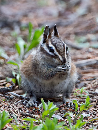 Neotamias merriami  MERRIAM'S CHIPMUNK  9058652z
