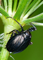 Phylloscelis atra 6012320 z