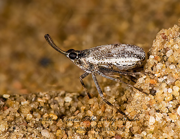 Scolops pungens 8008432z