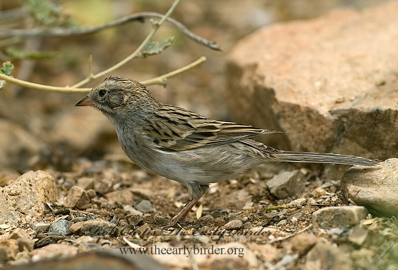 Spizella breweri  BREWER'S SPARROW 6025278z