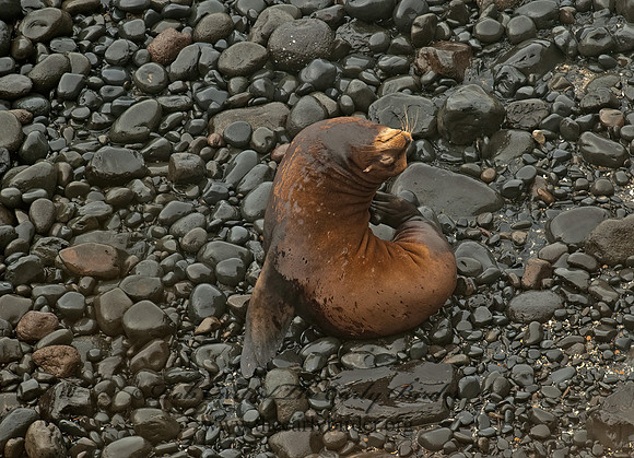 Zalophus californianus  CALIFORNIA SEA LION 8019741z