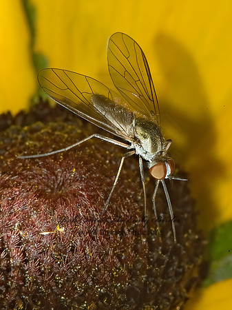 Geron calvus  BEE FLY 5011392 z