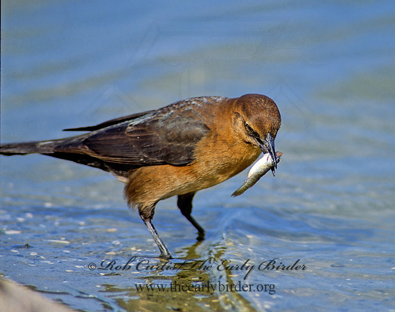 Quiscalus major  BOAT-TAILED GRACKLE 44013z