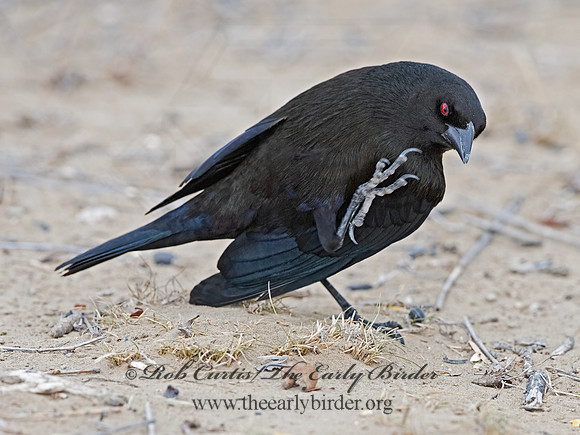 Molothrus aeneus  BRONZED COWBIRD 3034529z