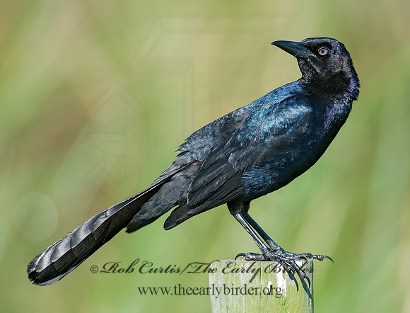 Quiscalus mexicanus  GREAT-TAILED GRACKLE 7003544z
