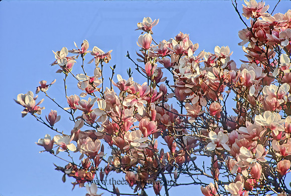 Michellia dolsopa - FRAGRANT MAGNOLIA  280107z