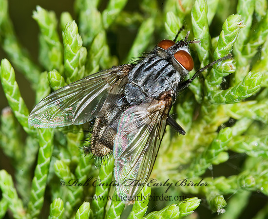 Sarcophagidae  FLESH FLY 6026823z