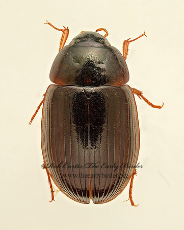 Hydrobius fuscipes 9019570z