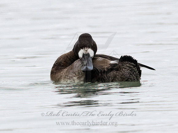 Aythya marila  GREATER SCAUP 9066829z