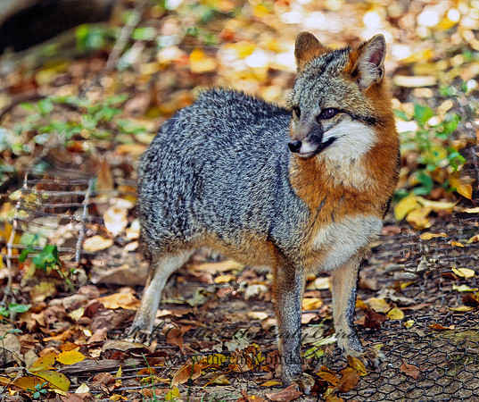 Urocyon cineroargentatus  GRAY FOX  309219z