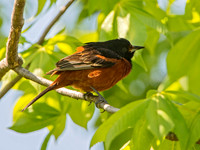 Icterus spurius ORCHARD ORIOLE 9044669z