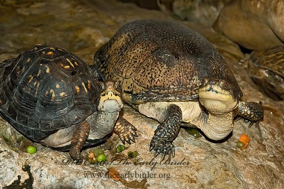 Emydoidea blanding  BLANDING'S TURTLE 5011112z