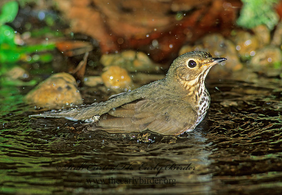 Catharus ustulatus  SWAINSON'S THRUSH 188620z