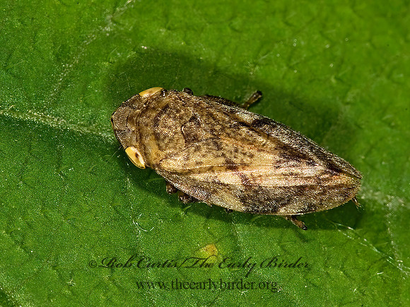 Philaenus spumarius  MEADOW SPITTLEBUG 8015844z