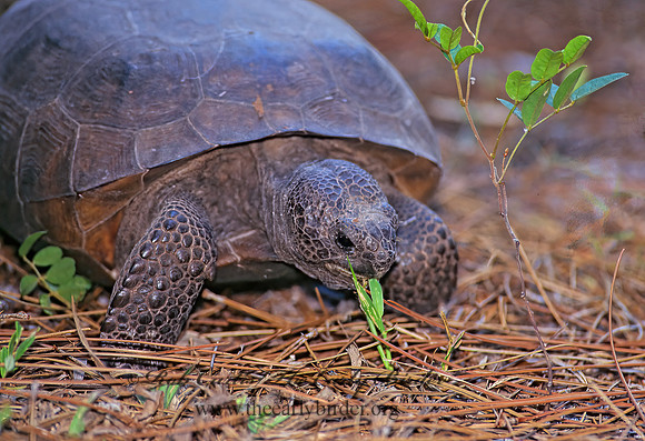 Gopherus polyphemus  GOPHER TORTOISE 272020z