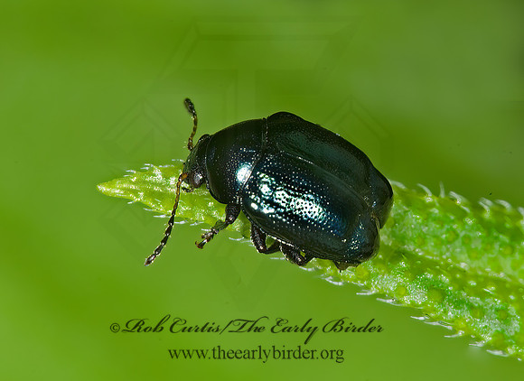 Brachypnoea 6007654z