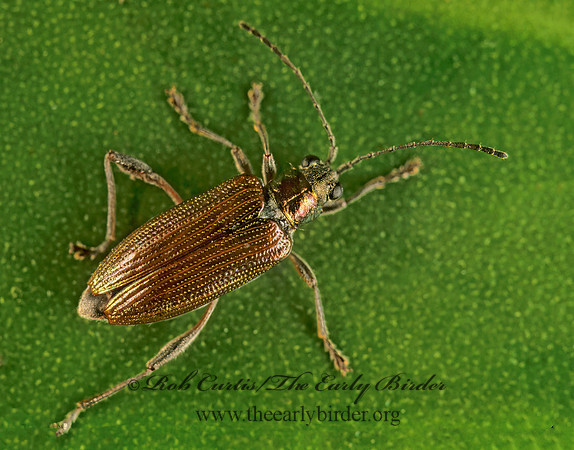 Donacia proxima AQUATIC LEAF BEETLE 285123z