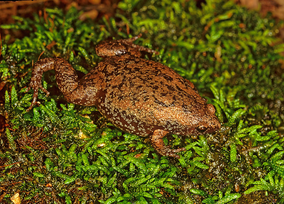 Gastrophryne carolinensis  EASTERN NARROW-MOUTHED TOAD 173814 z