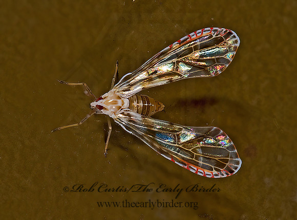 Anotia bonnetii 8008264 z