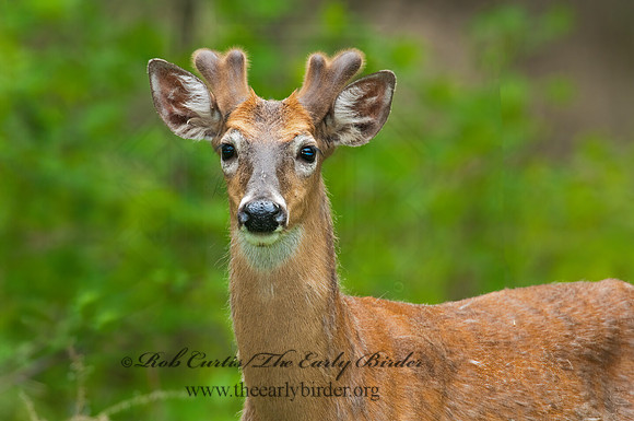 Odocoileus virginianus  WHITE-TAILED DEER 3007873z