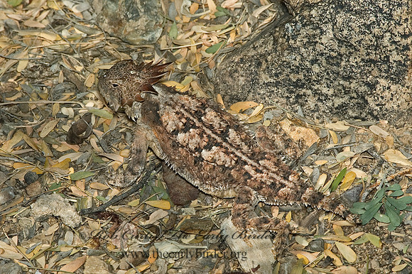 Phrynosoma solare  REGAL HORNED LIZARD 5005421z