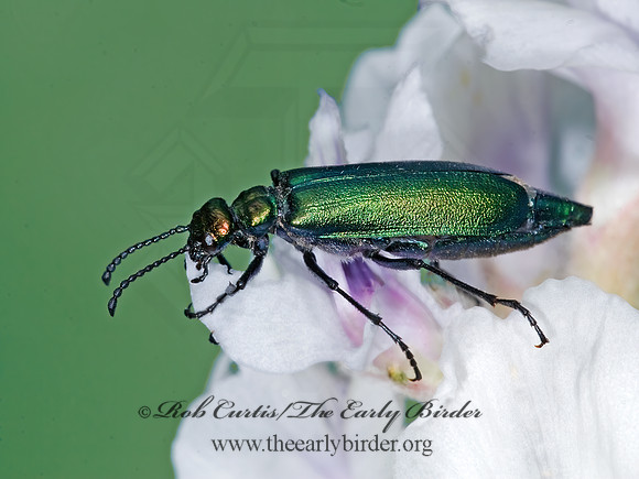 Lytta nutallis 7010719z