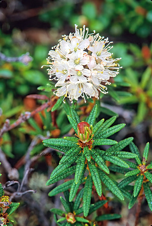 Rhododendron groenlandicum  LABRADOR TEA 242734z