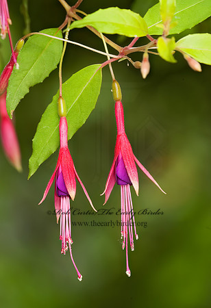 Fuschia  FUSCHIA 5013102 Fuschiaz