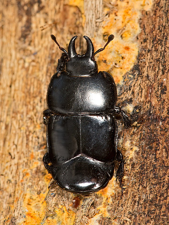 Hololepta aequalis  HISTER BEETLE 9050092z