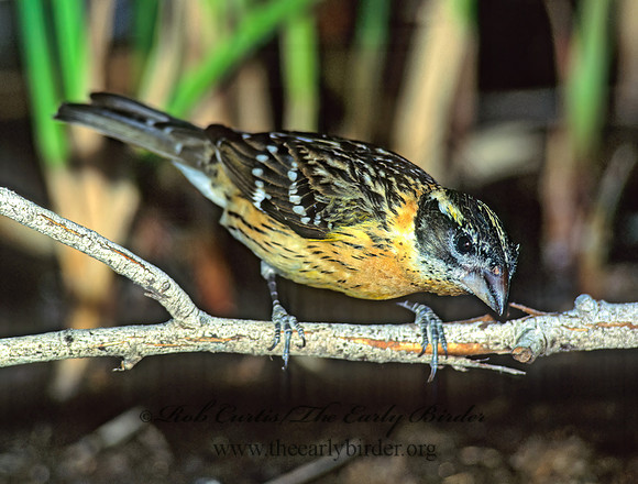 Pheucticus melanocephalus  BLACK HEADED GROSBEAK 127619z