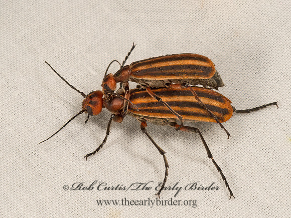 Epicauta vittata  STRIPED BLISTER BEETLE 9048453z