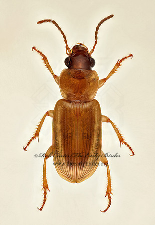 Stenolophus comma 9020273 z