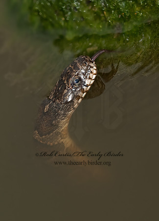 Nerodia sipedon  NORTHERN WATER SNAKE 8023581z