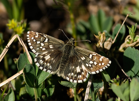 Pyrgus centauriae  NORTHERN GRIZZLED SKIPPER 6027290z